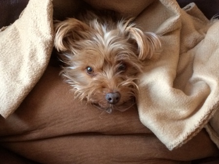 ibd in dogs inflammatory bowel disease in dogs ibd in dogs inflammatory bowel disease in dogs
