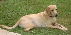 hge dogs use natures products to solve health problems hge dogs use natures products to solve health problems