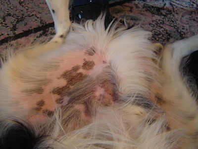 skin problems in dogs