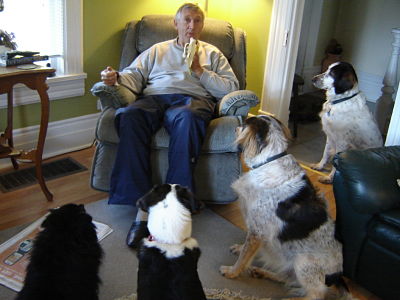 Nutrition facts and dog digestion Nutrition facts and dog digestion