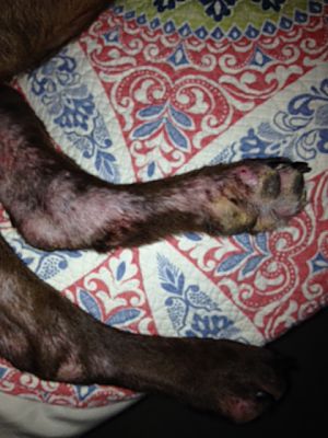 dog has a yeast infection dog has a yeast infection