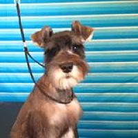 Dog Nutrition Naturally Available at Jazzmin's Dog Grooming Napanee Ontario