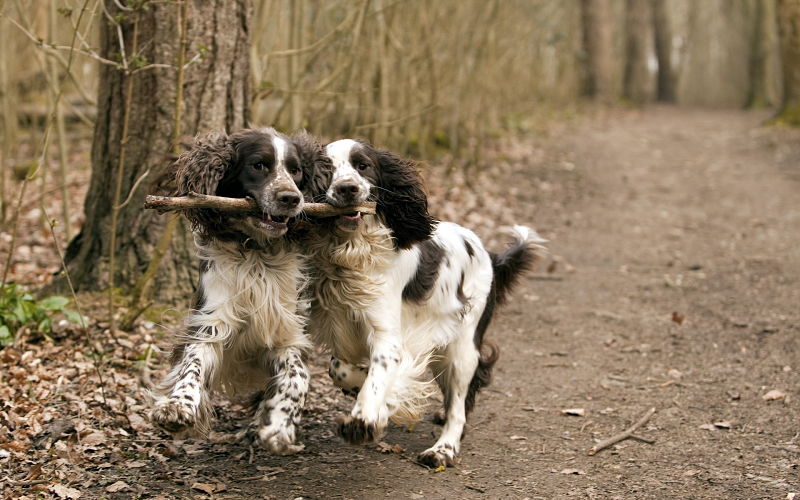 All natural dog food is at the core of good health for dogs.
