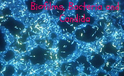 Biofilms make recovery from yeast infections difficult. Remember this if your dog has a candida yeast infection problem.