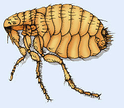 Picture of a flea