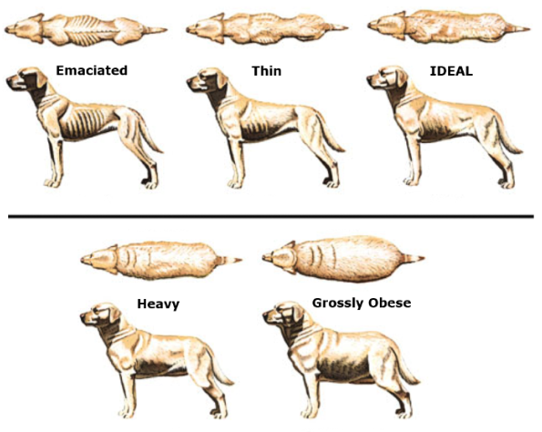 Nutrient deficiencies in dogs