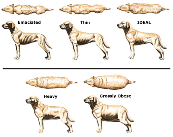 what causes vitamin d deficiency in dogs