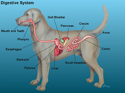 The Dog Digestive System is the Root of Good Health