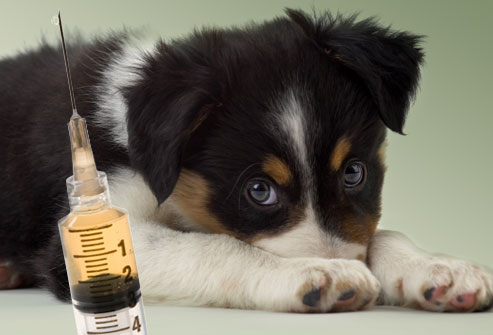 dog vaccinations, puppy shots, dog vaccines