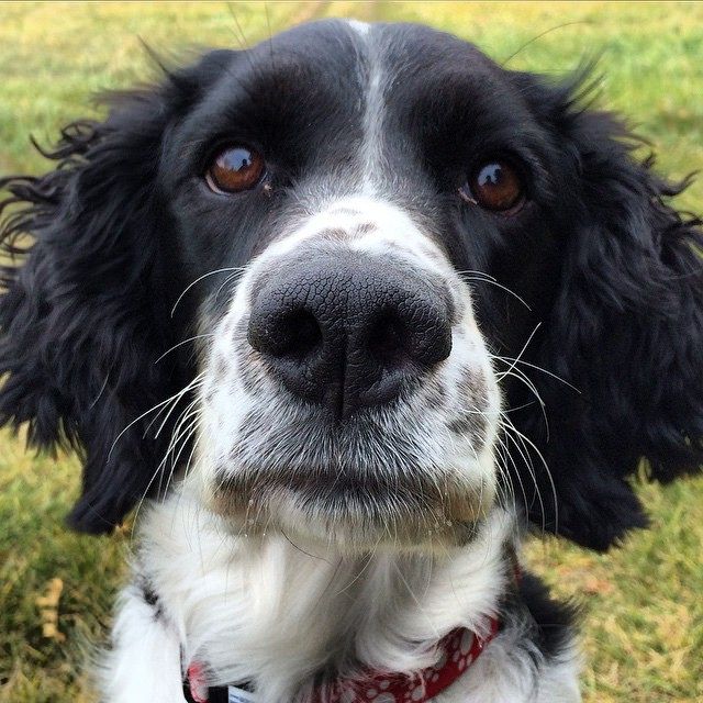 How To Help A Dog That Eats Everything How To Help A Dog That Eats Everything
