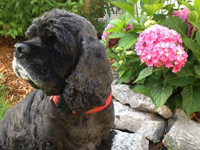 Cocker Spaniel on a cleanse