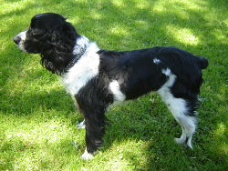 healthy fit senior English Springer Spaniel