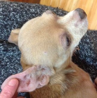 Candida in dogs symptoms discount