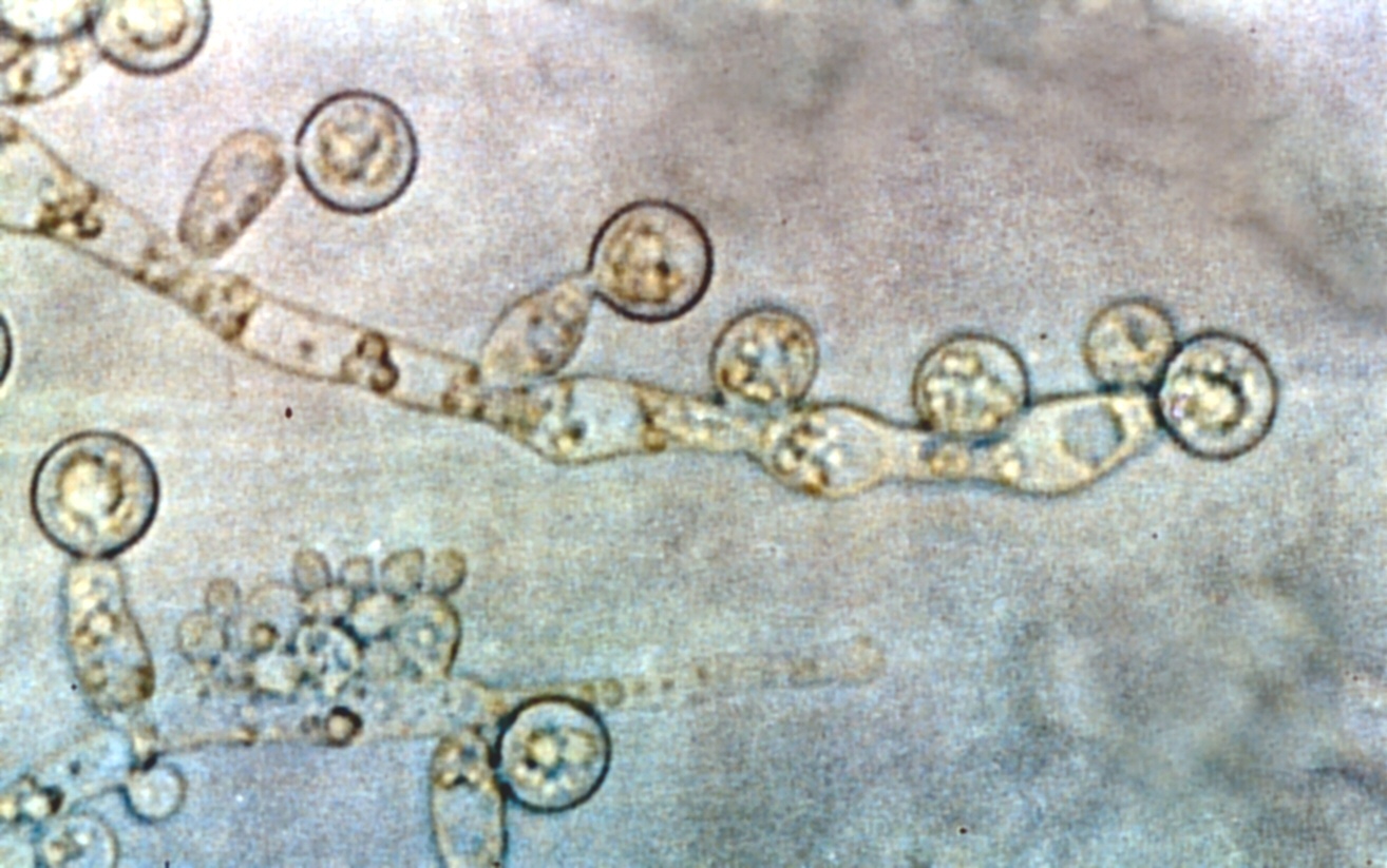 candida albicans in dogs