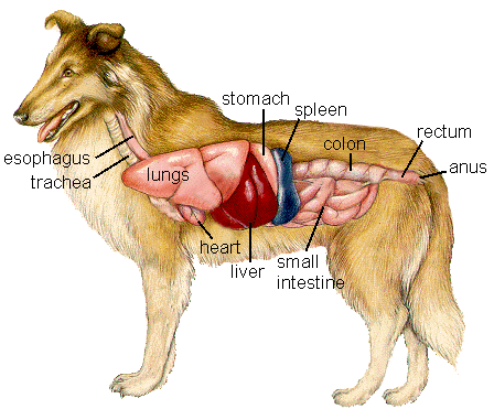 canine organ system