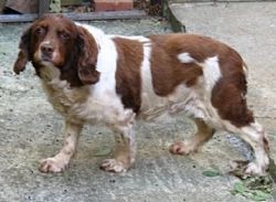 Fat dog, unhealthy senior English Springer Spaniel dog