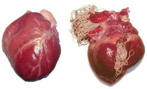 Heartworms in dogs