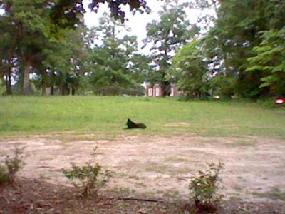 Nikki sitting outside like a sweetie !