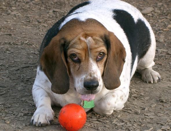 Overweight dogs