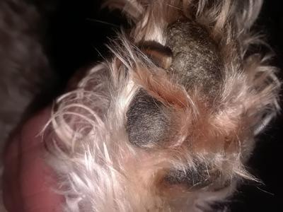 what causes yeast infections in dogs paws